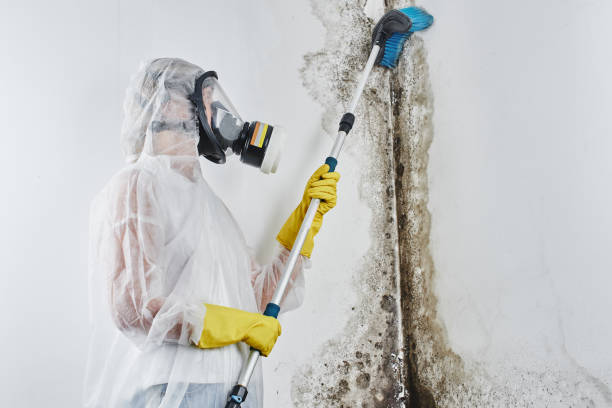 Best Certified Mold Removal  in Green Village, NJ
