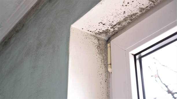 Certified Mold Removal in Green Village, NJ