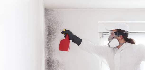 Best Mold Removal Specialists  in Green Village, NJ