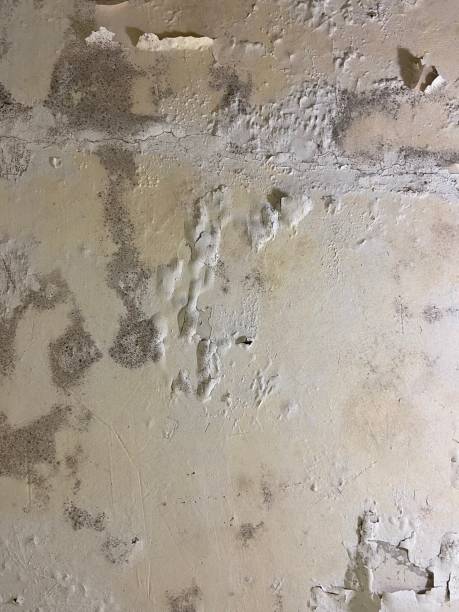 Best Commercial Mold Removal  in Green Village, NJ
