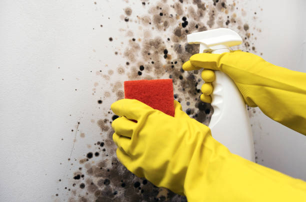 Professional Mold Removal in Green Village, NJ