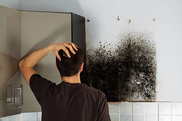 Best Local Mold Removal Service  in Green Village, NJ
