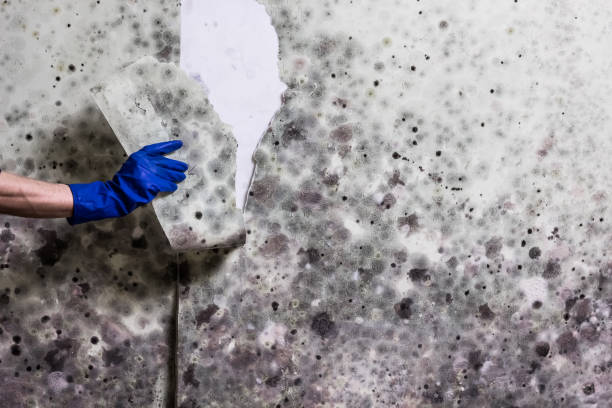 Best Home Mold Removal  in Green Village, NJ