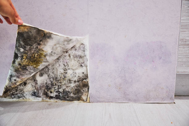 Best Attic Mold Removal  in Green Village, NJ